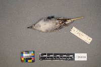 Sitta carolinensis image