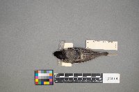 Poecile atricapillus image