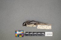 Poecile atricapillus image