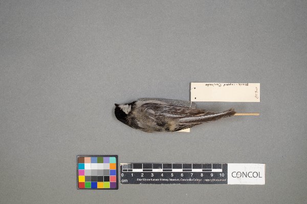 Poecile atricapillus image