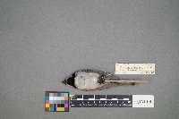 Poecile atricapillus image