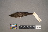 Contopus virens image