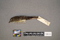 Contopus virens image