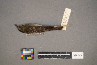 Contopus virens image