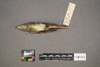 Contopus virens image