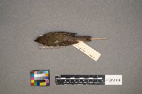 Empidonax minimus image