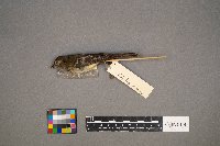 Empidonax minimus image