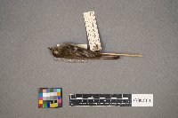 Empidonax minimus image