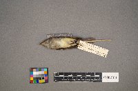 Empidonax minimus image