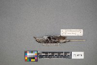 Mniotilta varia image