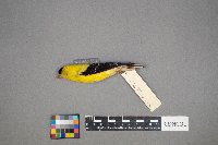 Spinus tristis image