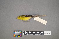 Spinus tristis image