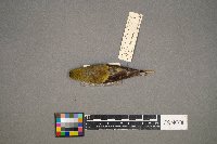 Media resource of Spinus tristis