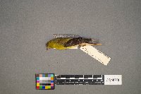 Spinus tristis image