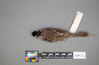 Zonotrichia querula image