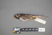 Zonotrichia querula image