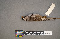 Zonotrichia querula image