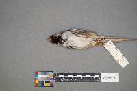 Zonotrichia querula image