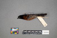 Icterus spurius image