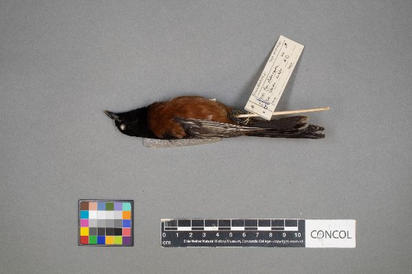 Icterus spurius image