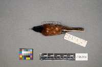 Icterus spurius image