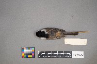 Poecile atricapillus image