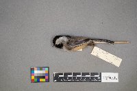 Poecile atricapillus image