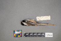 Poecile atricapillus image