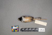 Poecile atricapillus image