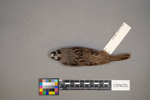 Zonotrichia leucophrys image