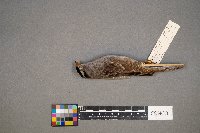 Zonotrichia leucophrys image