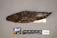 Gallinago gallinago image