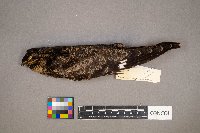 Gallinago gallinago image