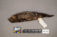 Gallinago gallinago image