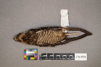 Gallinago gallinago image