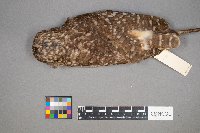 Media resource of Athene cunicularia