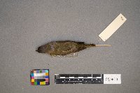 Vireo olivaceus image