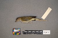 Vireo olivaceus image