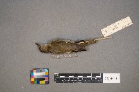 Vireo olivaceus image