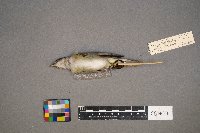 Vireo olivaceus image