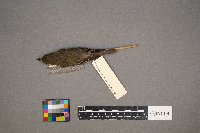 Empidonax minimus image