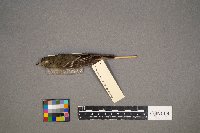 Empidonax minimus image