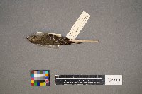 Empidonax minimus image