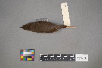 Parkesia noveboracensis image