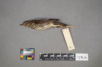 Parkesia noveboracensis image