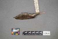 Parkesia noveboracensis image