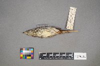 Parkesia noveboracensis image