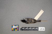 Poecile atricapillus image