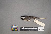 Poecile atricapillus image