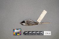 Poecile atricapillus image